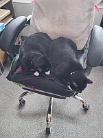 Lizzy und Felix auf Hannes&prime; B&uuml;rostuhl.